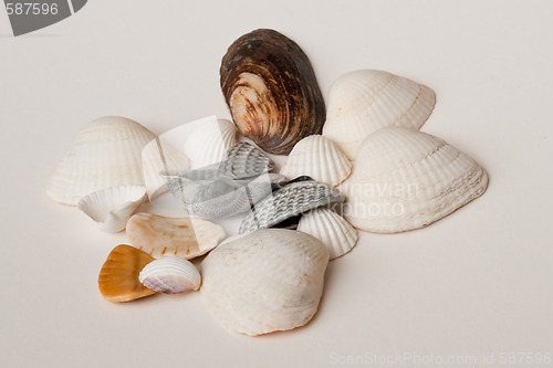 Image of seashells