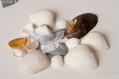 Image of seashells