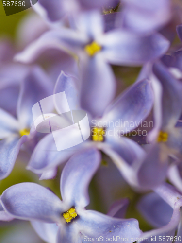 Image of lilac blossoms
