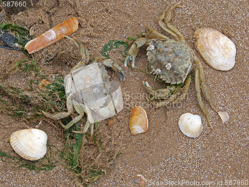 Image of Two crabs on a beach