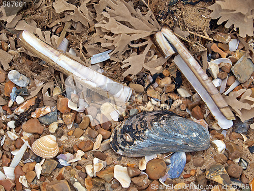 Image of Pebbles and shells on a beach.