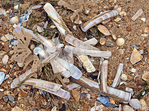 Image of  Pebbles and shells on a beach.