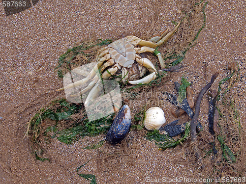 Image of A dead crab on a beach   