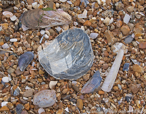 Image of Pebbles and shells on a beach.