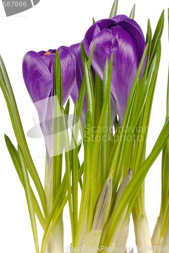 Image of Crocuses