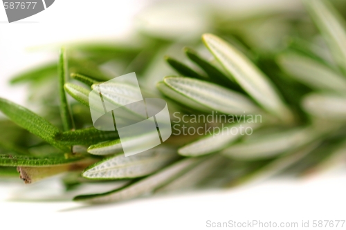 Image of Rosemary