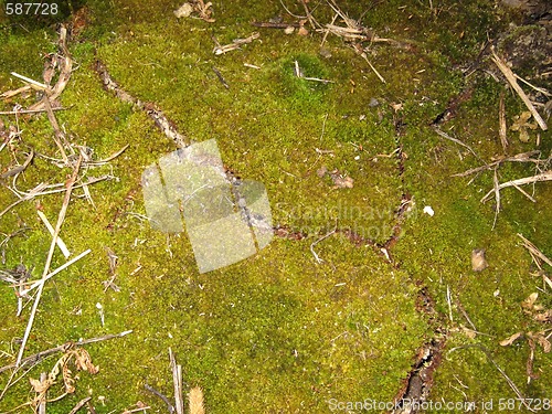 Image of green moss