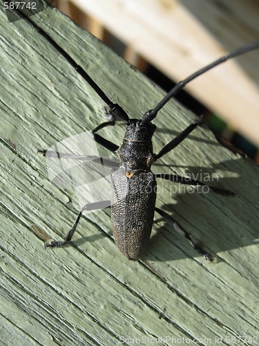 Image of  black bug