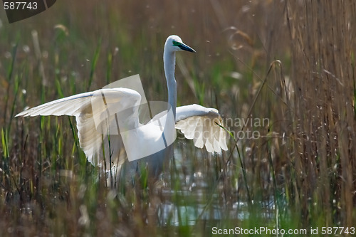 Image of Portrait of a great white egret.