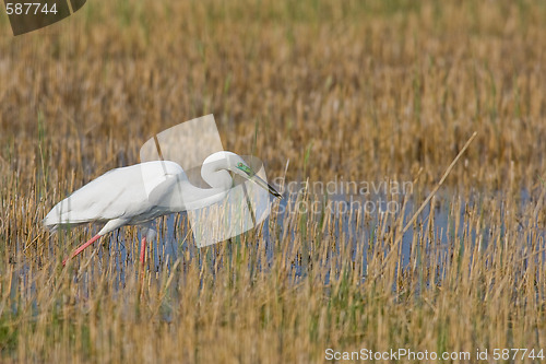 Image of Portrait of a great white egret.