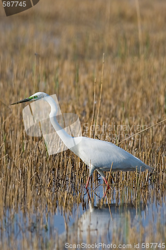 Image of Portrait of a great white egret.