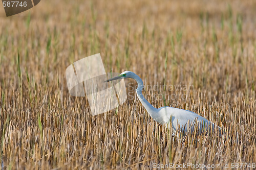 Image of Portrait of a great white egret.