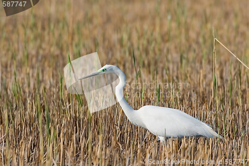 Image of Portrait of a great white egret.