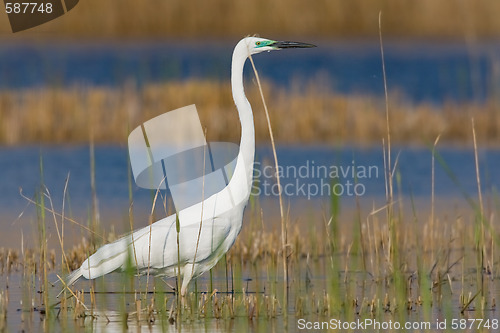 Image of Portrait of a great white egret.