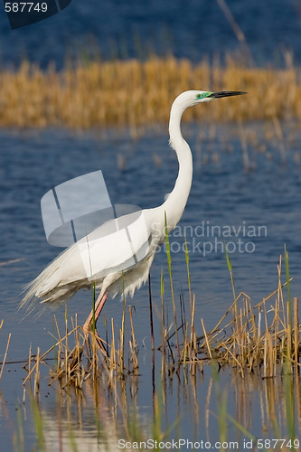 Image of Portrait of a great white egret.