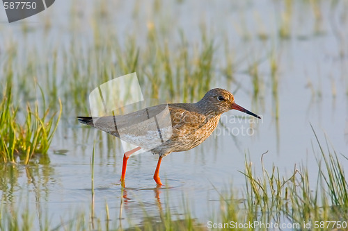 Image of Portrait of a redshank