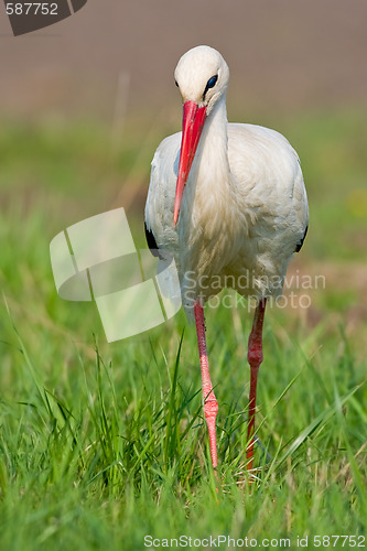 Image of Portrait of a single white stork