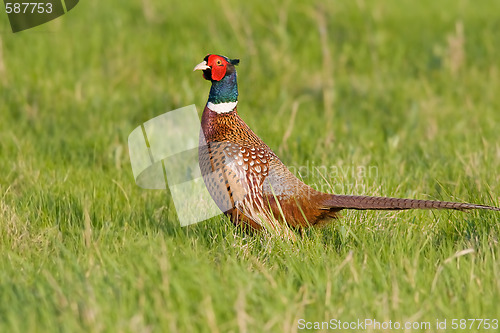 Image of Portrait of a male pheasant