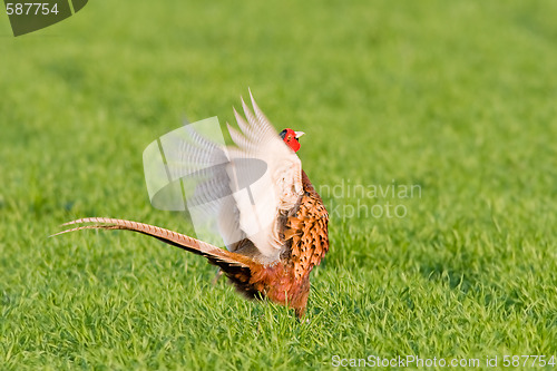 Image of Portrait of a male pheasant