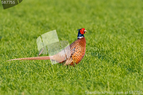 Image of Portrait of a male pheasant