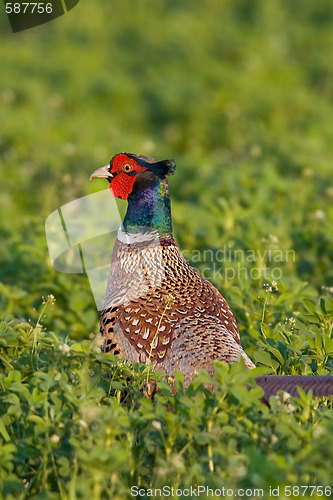 Image of Portrait of a male pheasant