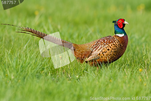 Image of Portrait of a male pheasant