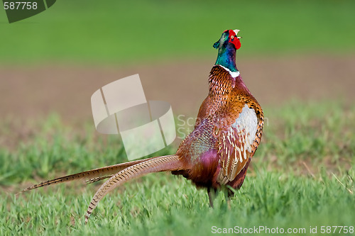Image of Portrait of a male pheasant