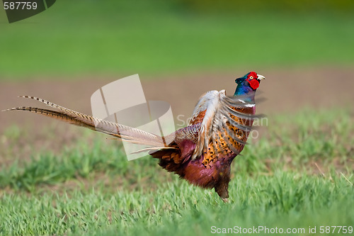 Image of Portrait of a male pheasant