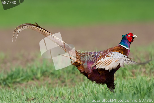 Image of Portrait of a male pheasant