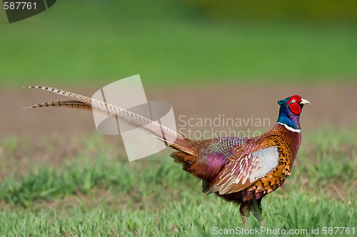 Image of Portrait of a male pheasant