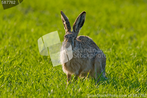 Image of Portrait of a brown hare