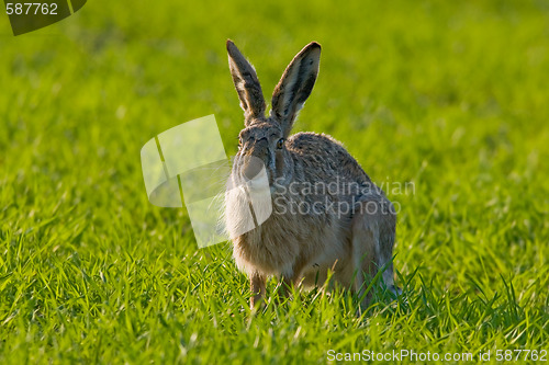 Image of Portrait of a brown hare