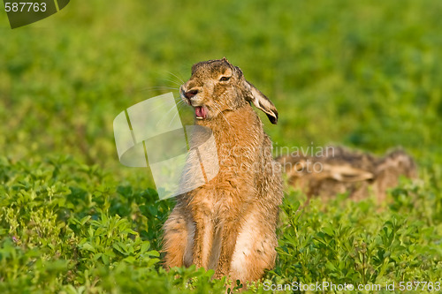 Image of Portrait of a brown hare