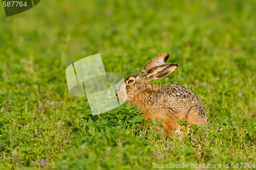 Image of Portrait of a brown hare