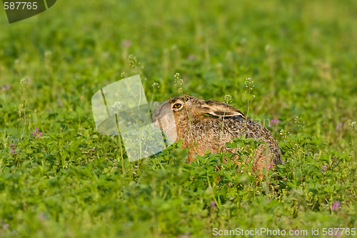 Image of Portrait of a brown hare