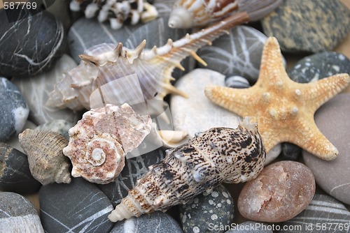 Image of still life with seashells