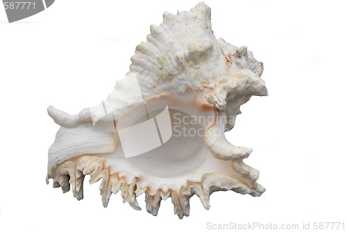 Image of seashell