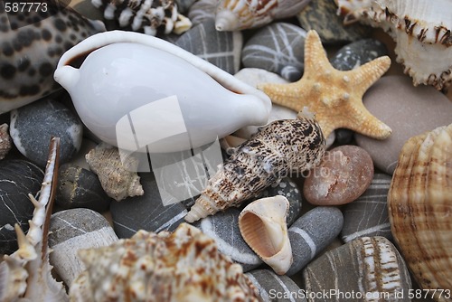 Image of still life with seashells