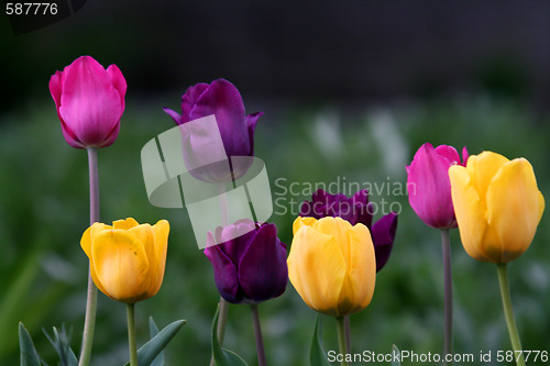 Image of beautiful tulips, beautiful flowers