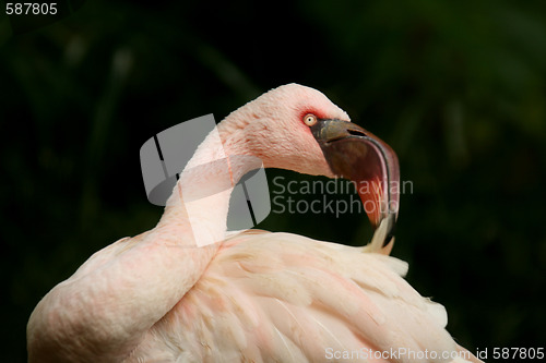 Image of beautiful flamingo portrait