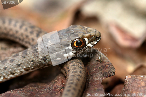 Image of Brown snake