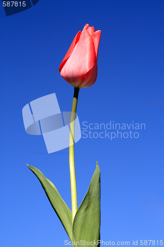 Image of beautiful tulips, beautiful flowers