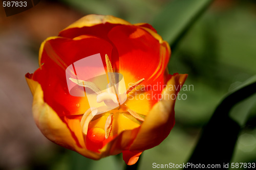 Image of beautiful tulips, beautiful flowers