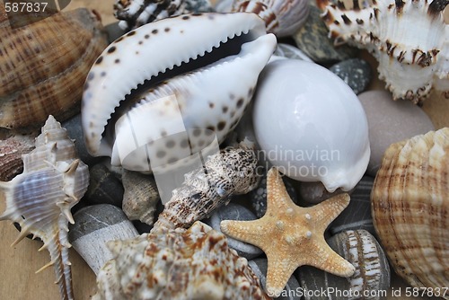 Image of still life with seashells
