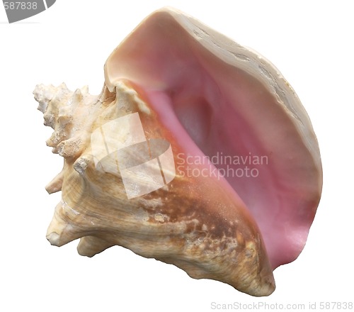 Image of seashell