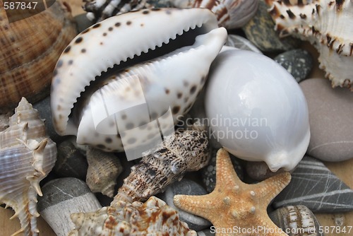 Image of still life with seashells