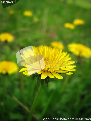 Image of Dandelion closeup