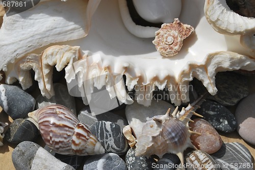 Image of still life with seashells