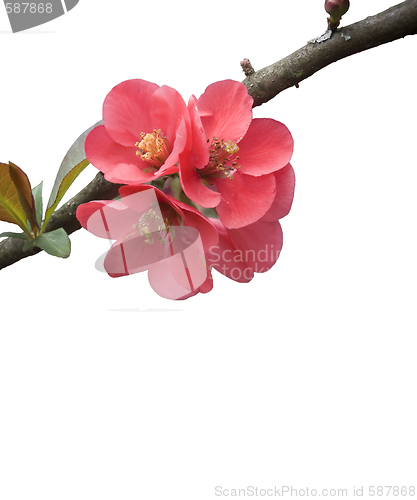 Image of Cherry Blossoms