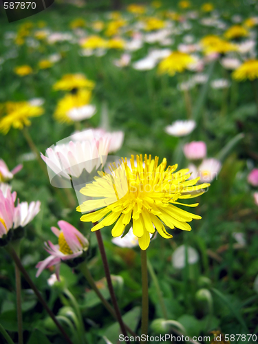 Image of Dandelion field